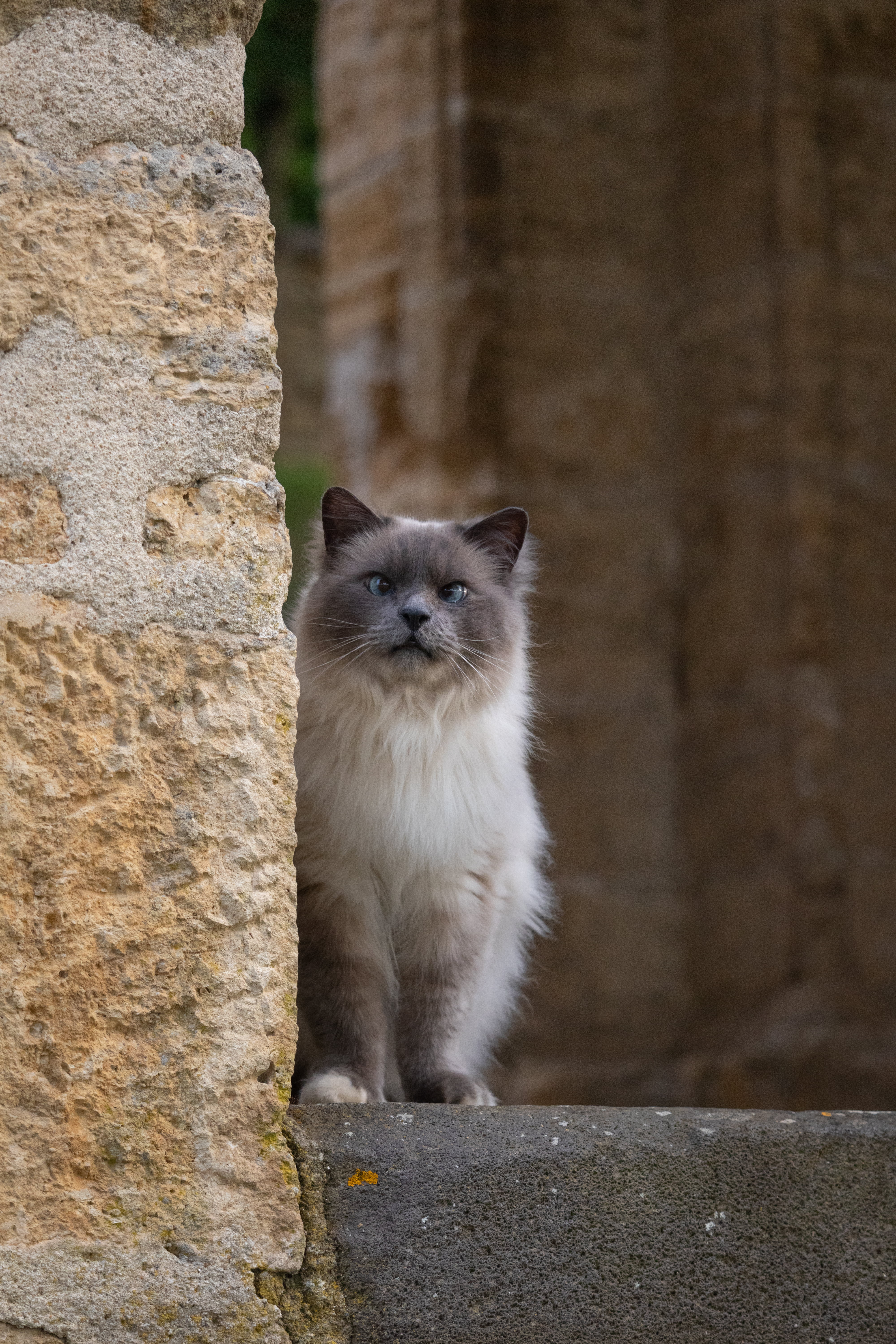 Photographie animalière