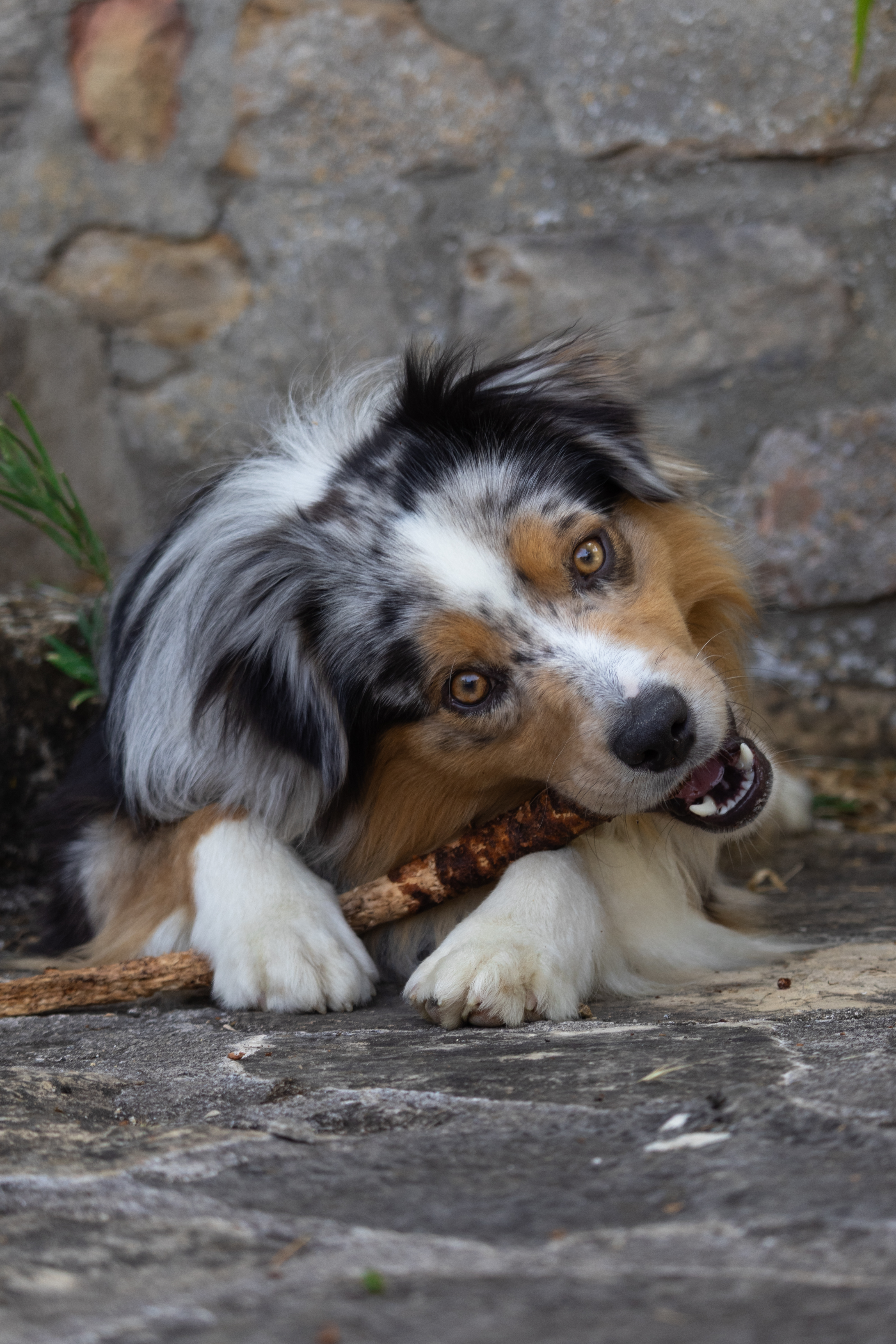 Photo animalière 3