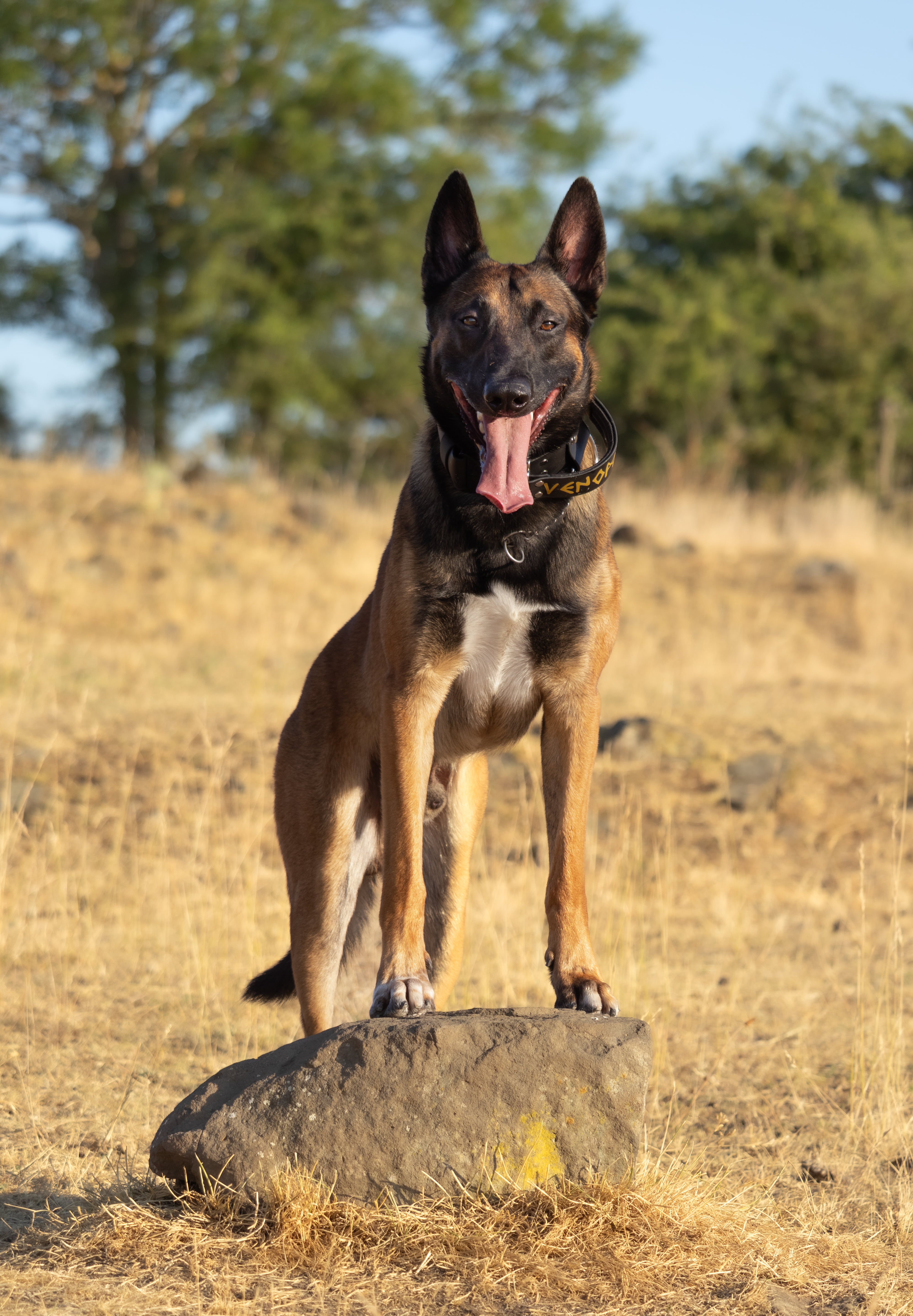 Photo animalière 7