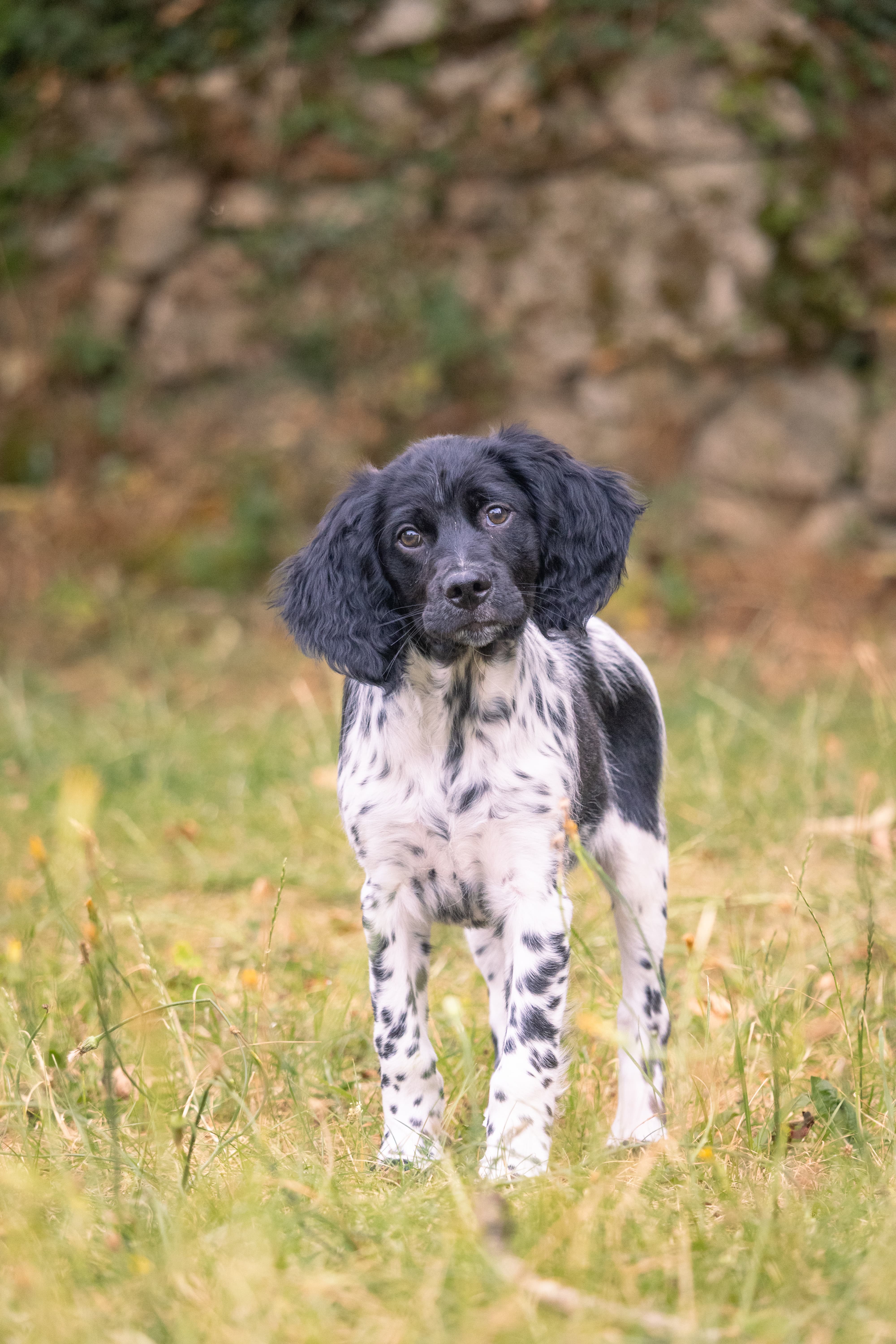 Photo animalière 8